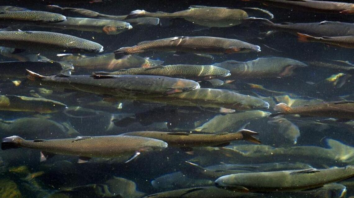 Planted rainbow trout promise increased action; salmon bite wanes