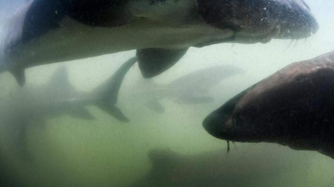 Muddy waters spur sturgeon in Sacramento River