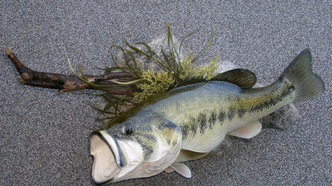 Fishing Line: Salmon fishing slow throughout the Delta