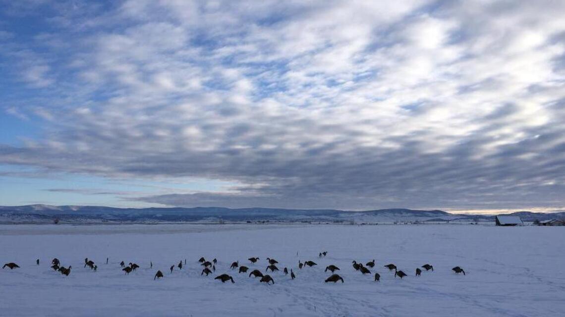 Goose hunting in frozen northeastern California worth the cold