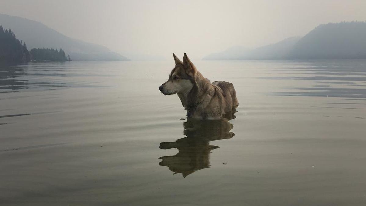 Zula at Moyie Lake Provincial Park in Canada. Zula and her owner often hiked and camped up north frequently before the dog died.