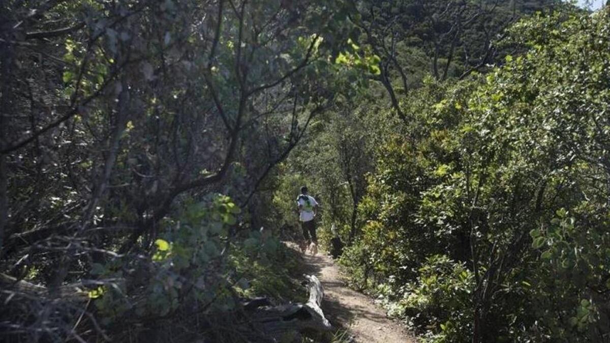 A hiker and his small dog run down Middle Trail during a hike of Donner Canyon-Eagle Peak Loop at Mount Diablo State Park.