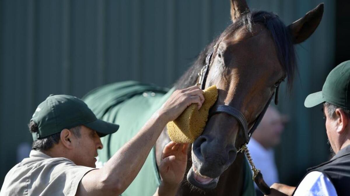 Kentucky Derby champion Nyquist is trying to become the second horse in two years to win the Triple Crown. The second leg is the Preakness Stakes on Saturday, May 21, 2016.